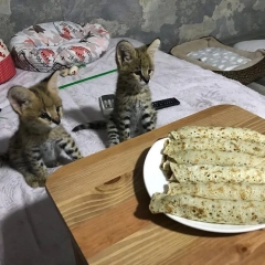 Oferujemy kocięta rasy savannah, serwal i karakal.