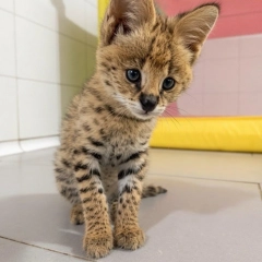 Oferujemy kocięta rasy savannah, serwal i karakal.